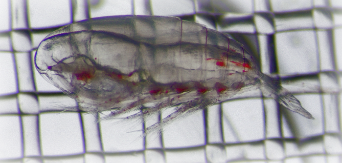 Copepod2
