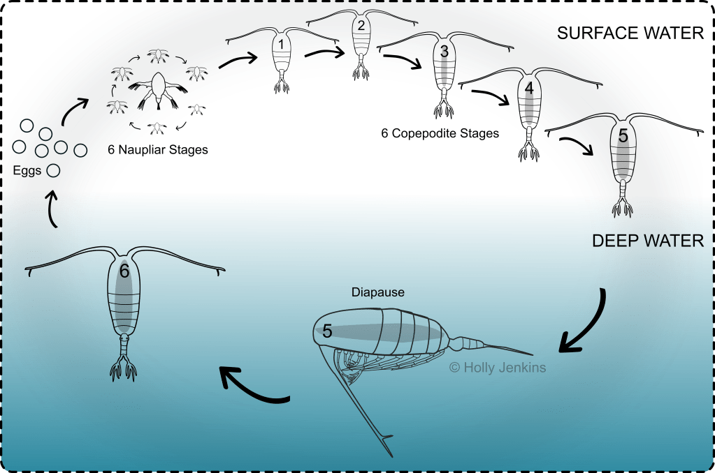Life cycle of the Calanoid Copepod